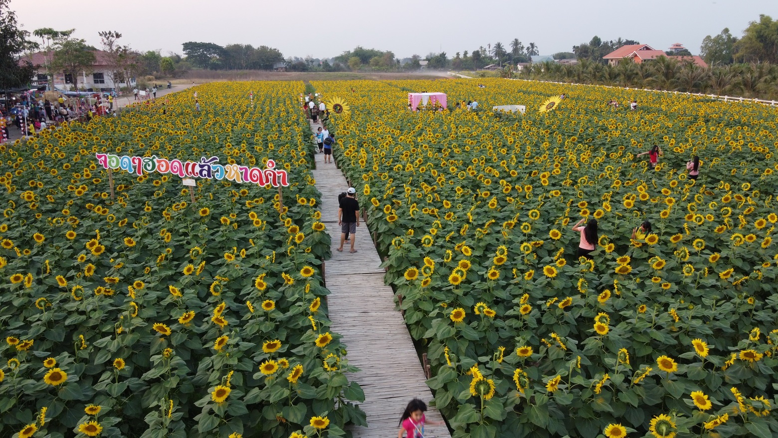 “หนองคาย”สร้างจุดเช็คอินวันวาเลนไทน์ ชวนชมทุ่งดอกทานตะวันยักษ์ 12,000 ต้น