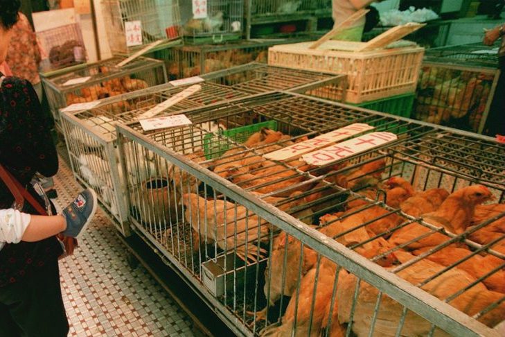 จีนผวาอีก! ‘ไข้หวัดนก H5N1’ ระบาดซ้ำ ฆ่าไก่ทิ้งเฉียด 2 หมื่นตัว