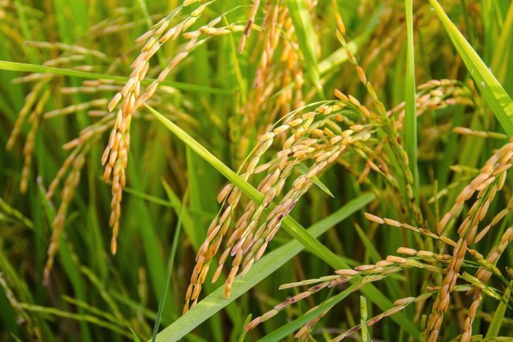rice-1594612_960_720-728x485