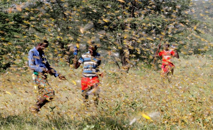 FILE PHOTO: Samburu men attempt to fend-off a swarm of desert locusts flying over a grazing land in Lemasulani village, Samburu County