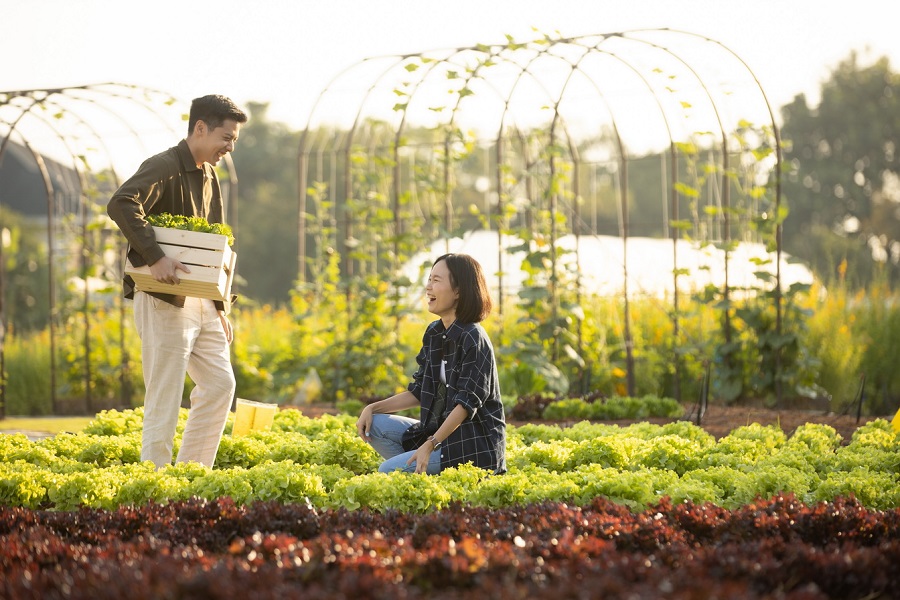 Sansiri Tree Day ปลูก “หนึ่ง” ให้ถึง “แสน”