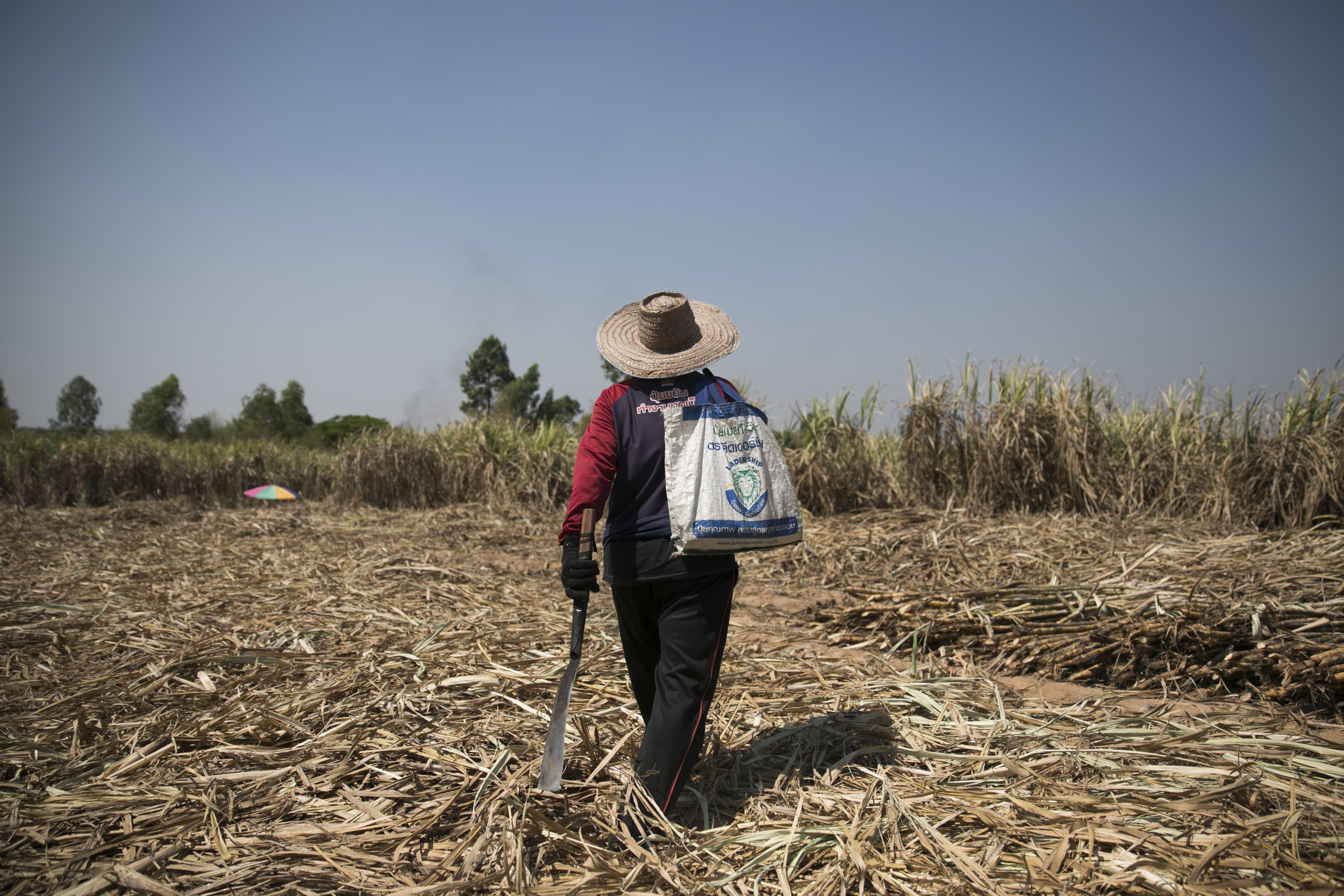 พ.ร.บ.อ้อยฯ ลากยาว 3 ปี บราซิล…ยังไม่ถอนฟ้อง WTO