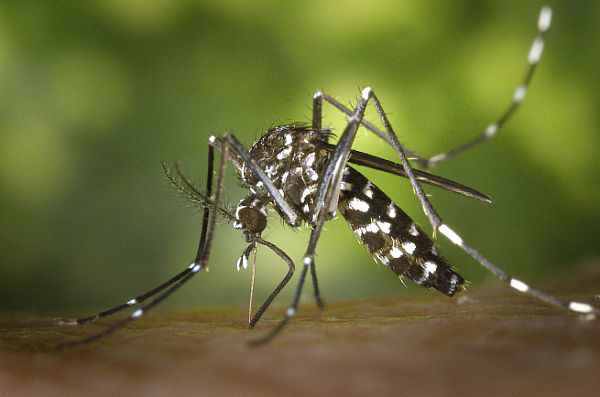 US-HEALTH-MOSQUITO