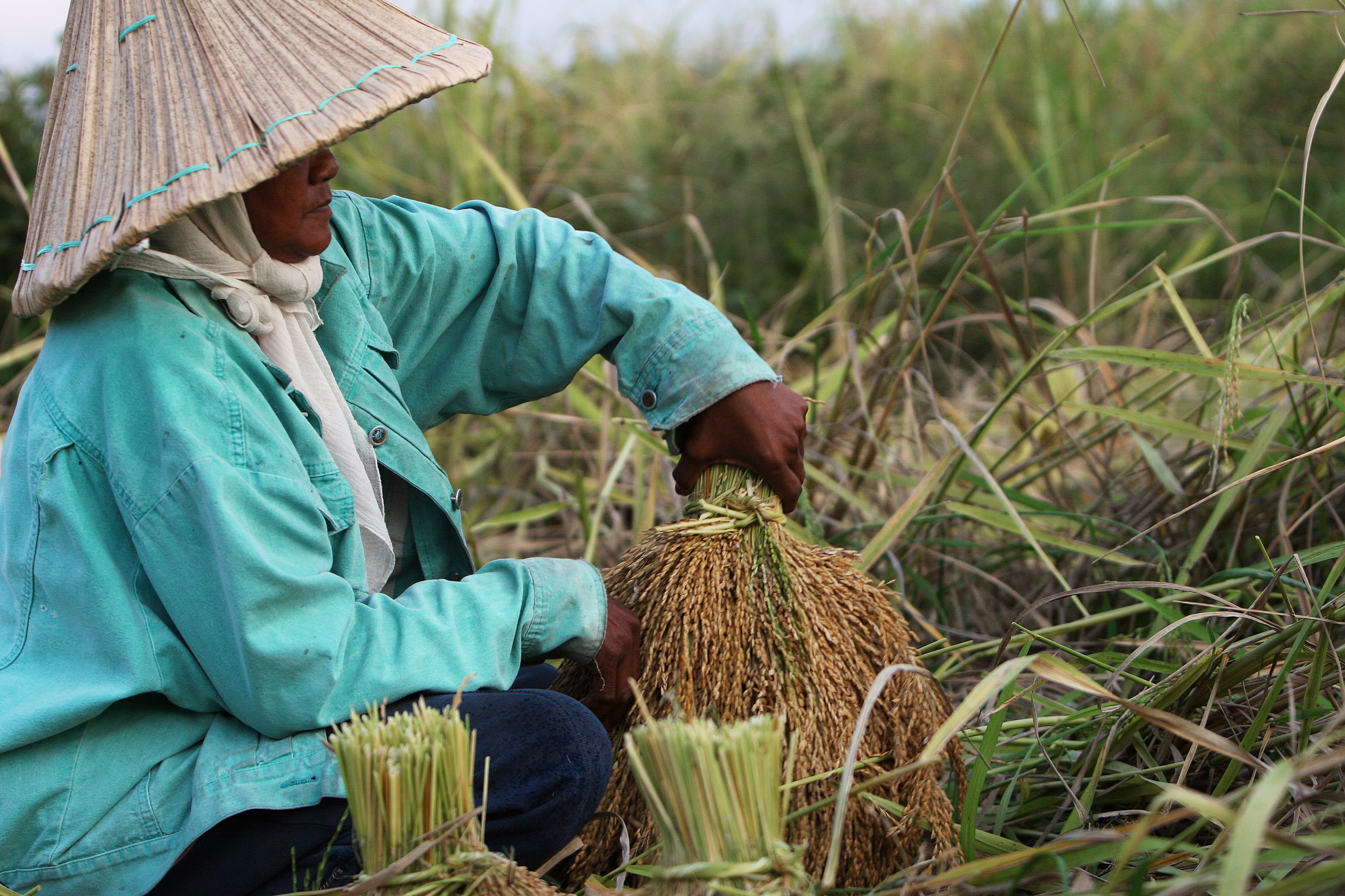ธ.ก.ส. พักต้นเงินและดอกเบี้ย “SMEs เกษตร” 6 เดือน ชำระงวดปกติได้แคชแบ็ก 10%