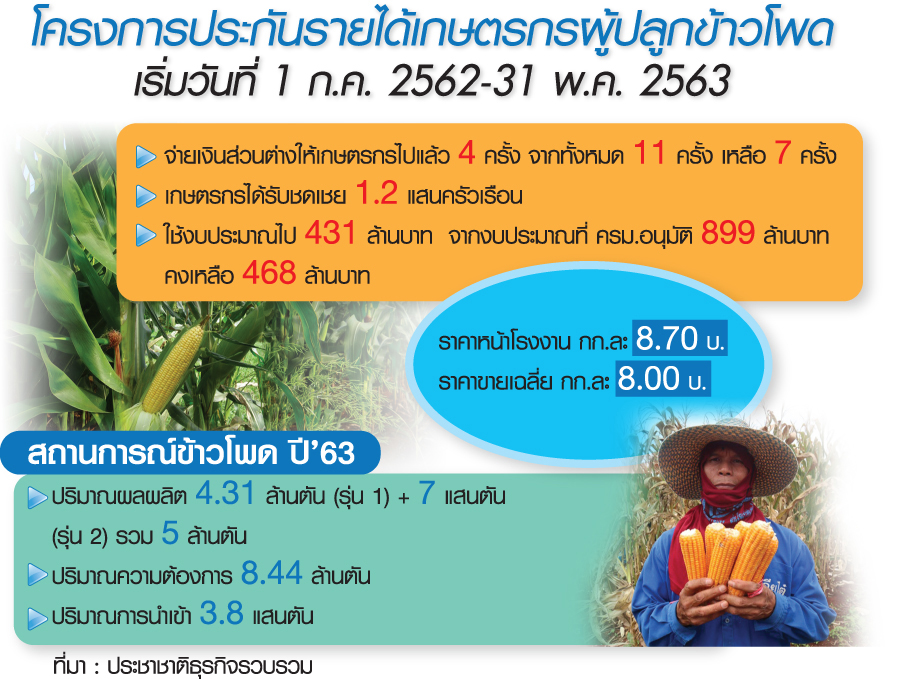 หนีแล้งแห่ปลูกข้าวโพดทะลุเป้า พณ.ต่อประกันรายได้อุ้ม 1.2 แสนครัวเรือน