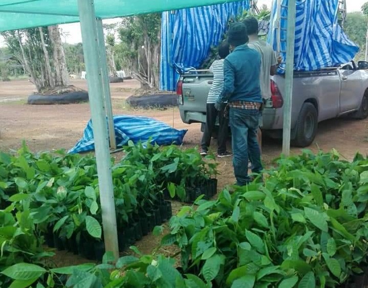 ประชารัฐตรังหนุนปลูกโกโก้ “ออนอ๊อฟเน็ตเวร์ค” ซื้อประกันราคา
