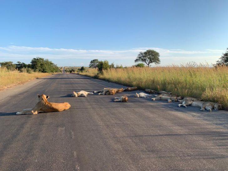 สิงโตนอนเกลื่อนถนนในแอฟริกาในช่วงล็อกดาวน์