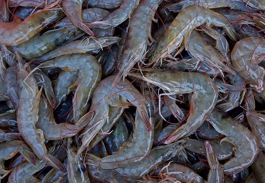 กุ้งไทยดิ่งเหวเซ่นพิษ “โควิด” ราคาลดลง50บ./กก.สหรัฐอียูชะลอซื้อ