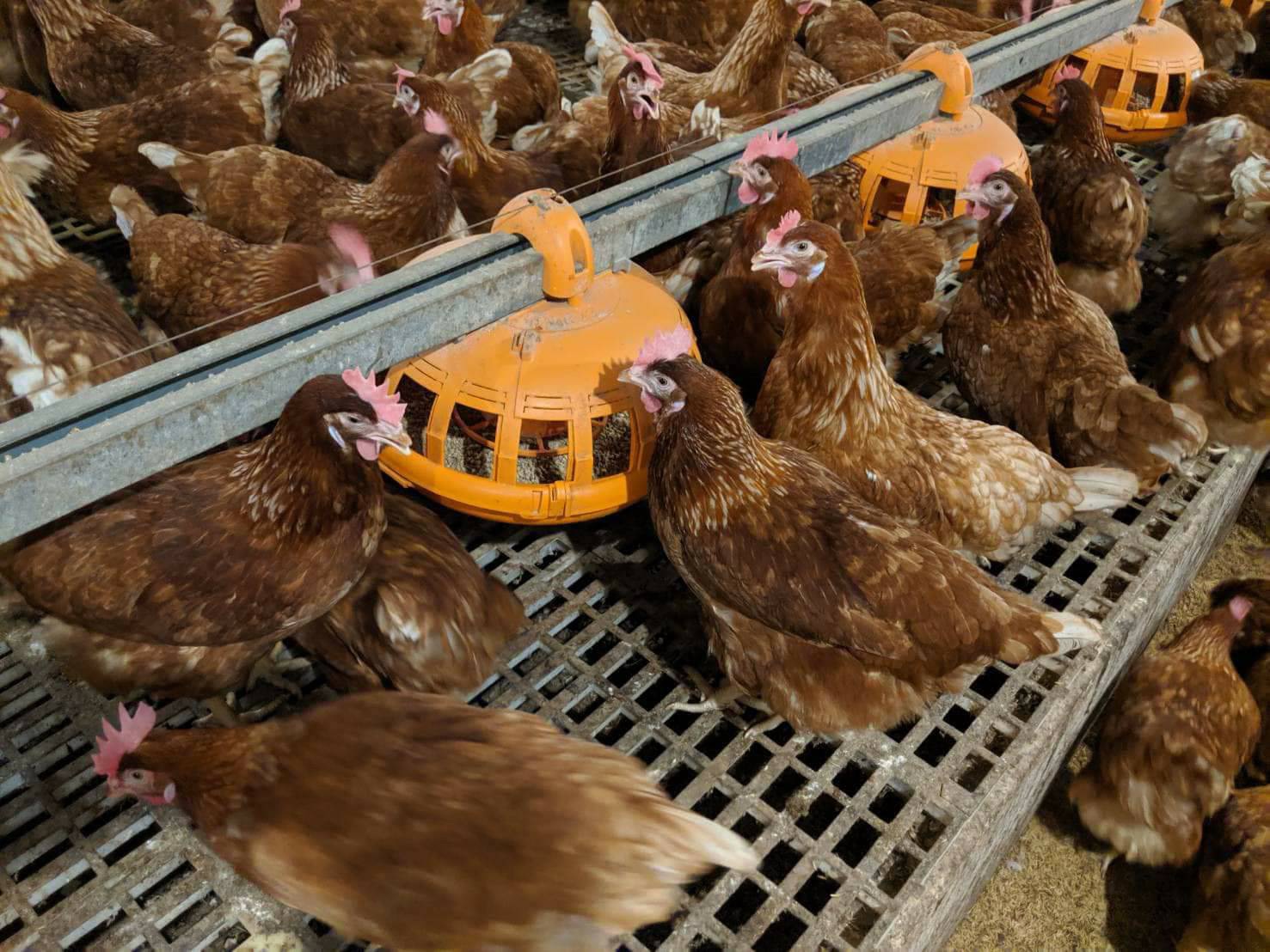 CPF เปิดตัวไก่รุ่นรักษ์โลกจากนวัตกรรมอาหารสัตว์ลดปล่อยก๊าซคาร์บอนไดอ๊อกไซด์