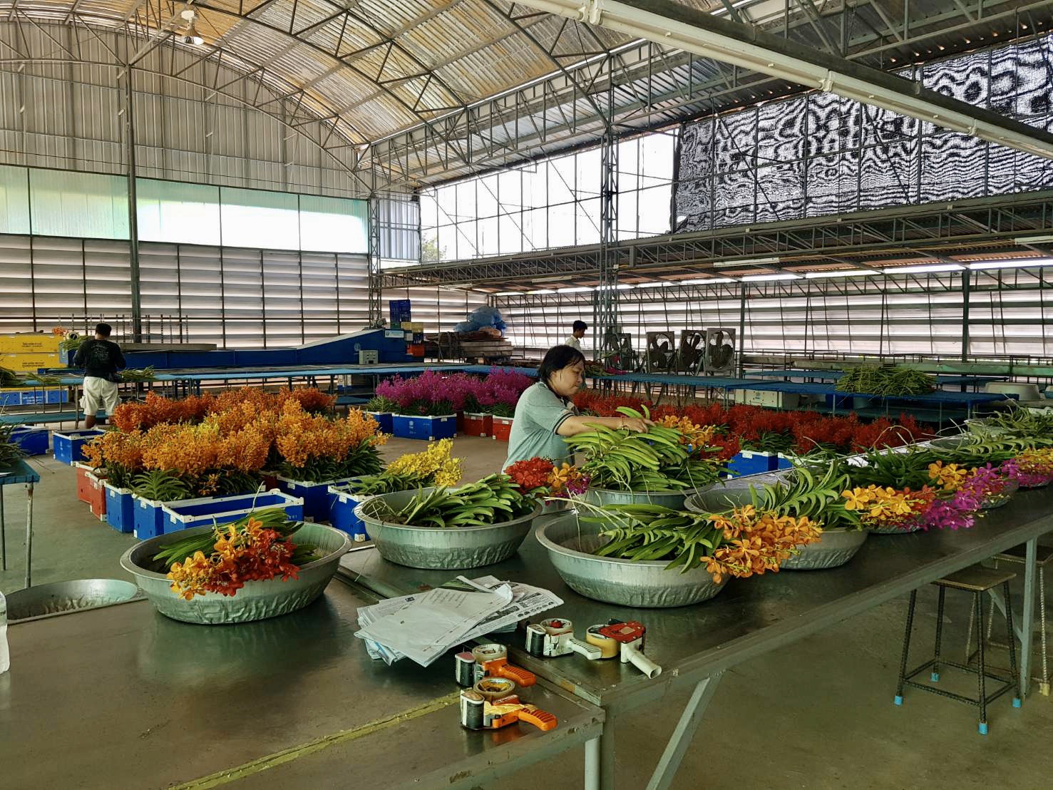 ส่งออกกล้วยไม้ไทยระส่ำ รายได้วูบ 5,000 ล้านเป็นศูนย์ วอนรัฐช่วยเยียวยาพิษโควิด-19