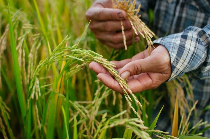 rice-2177777_960_720