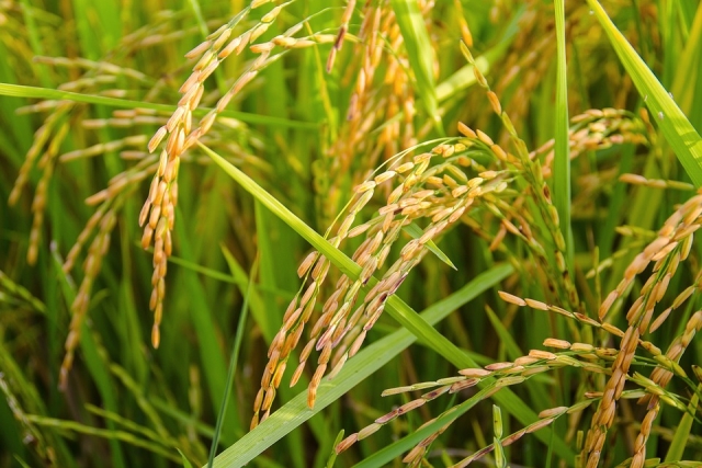 rice