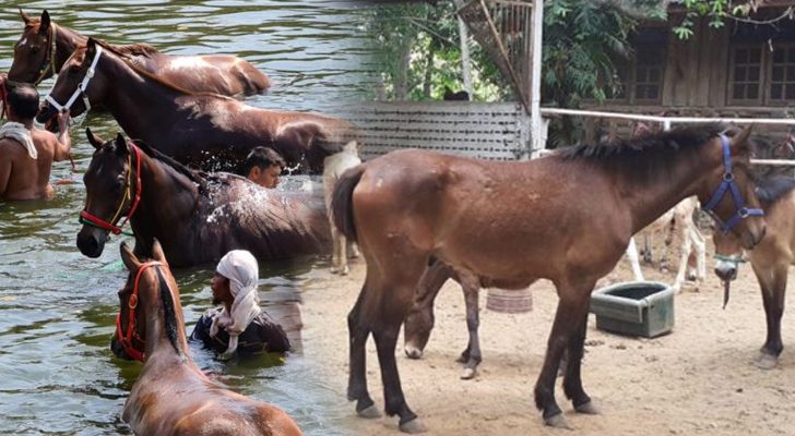วิกฤตโรคระบาดม้าในไทย! ปศุสัตว์ถกแพทย์-ฟาร์มม้า ตั้งคกก.หาสาเหตุ เร่งนำเข้าวัคซีนจากแอฟริกา