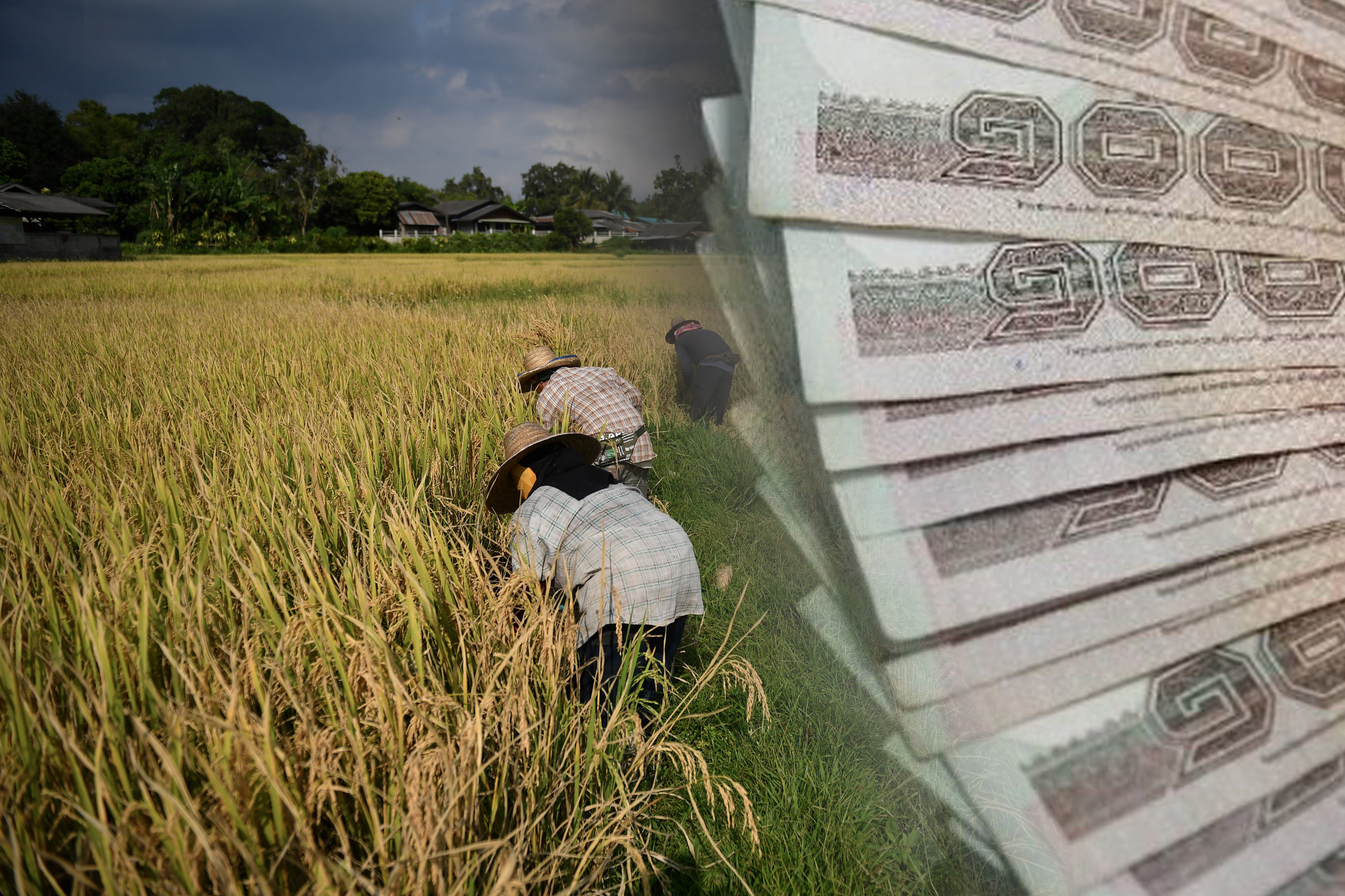 ธ.ก.ส.เร่งเกษตรกร 4 แสนราย แจ้งเลขบัญชีโอนเงิน “เยียวยาเกษตรกร”