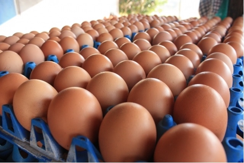 ชิง “Cage free” แสนล้าน “CPF-เบทาโกร” รุกตลาดไข่ไก่ไม่ขังกรง