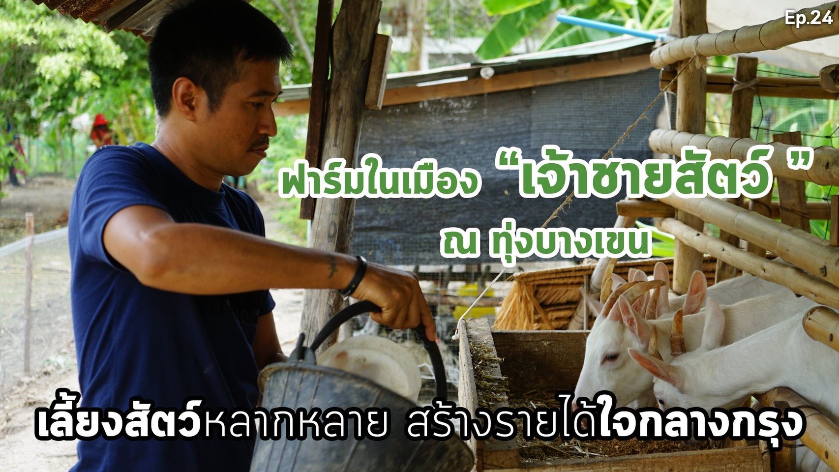 สารคดีเสียงจากแผ่นดิน#6 EP.24 ตอน : ฟาร์มในเมือง “เจ้าชายสัตว์ ” ณ ทุ่งบางเขน