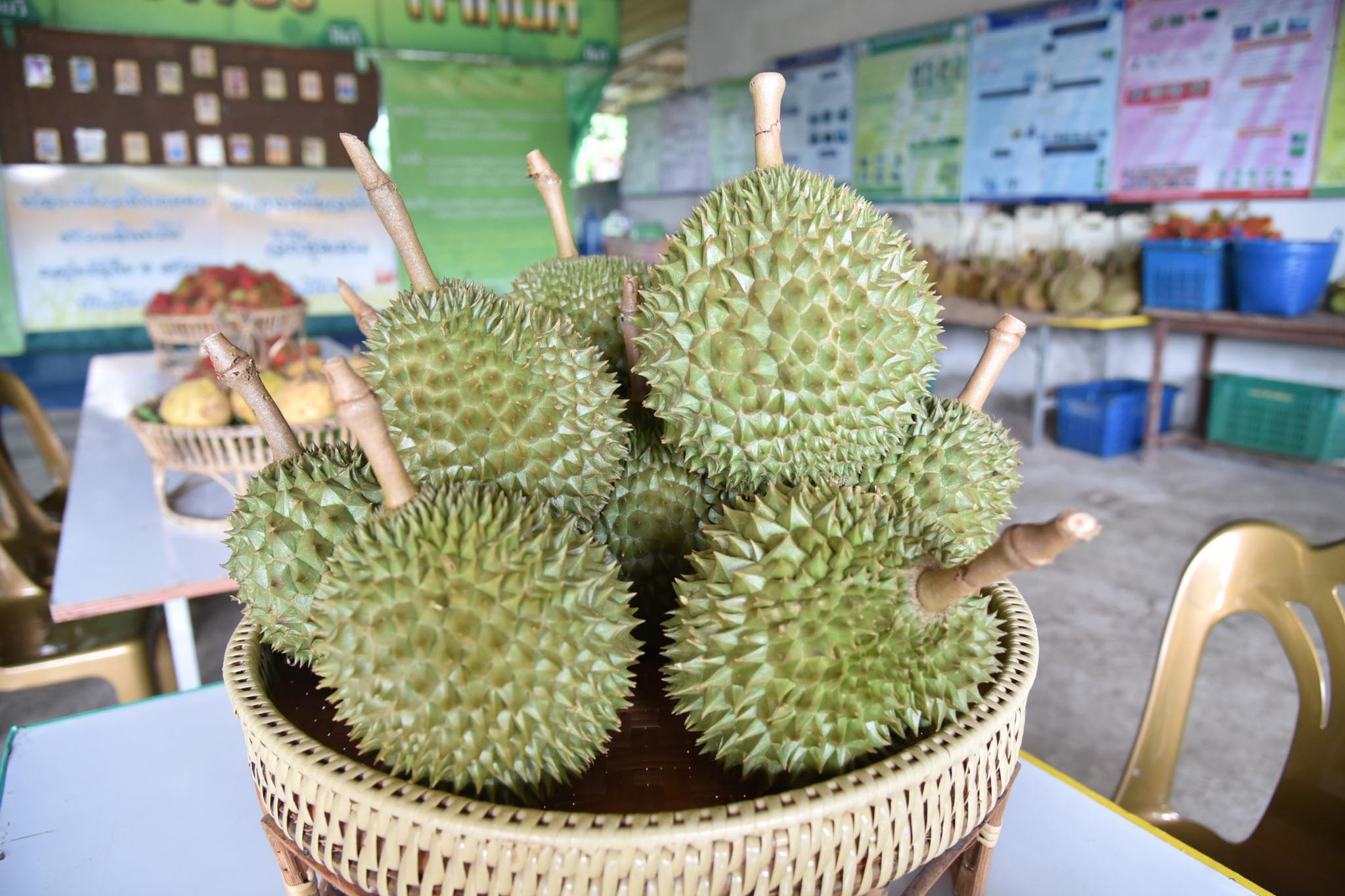 ไทยครองแชมป์ส่งออกทุเรียนโลก 4 เดือน 2563 ยอดพุ่ง 30%