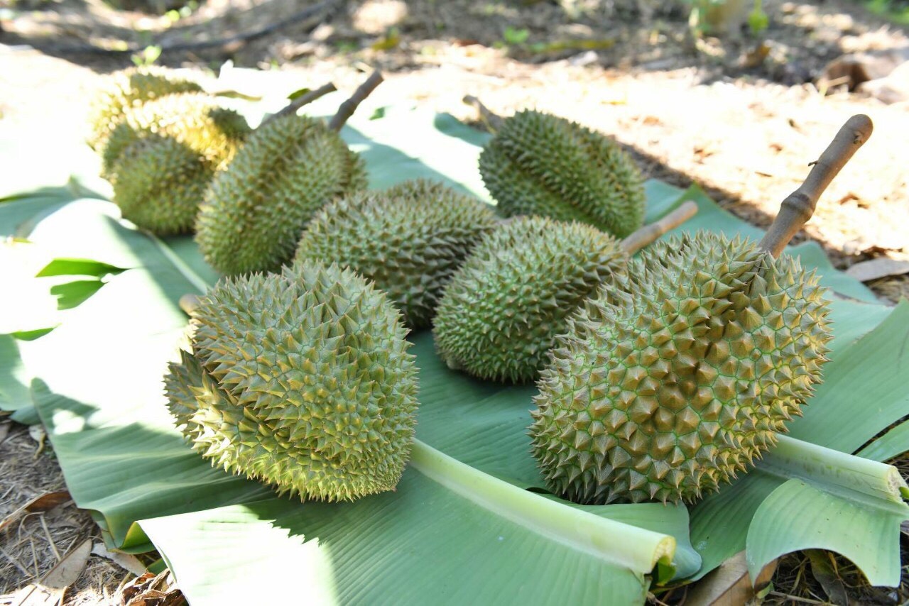 เซ็ลทรัล ฟู้ด บุกสวนทุเรียนนนท์ พร้อมส่งขายผ่าน “จริงใจ Farmers Market”