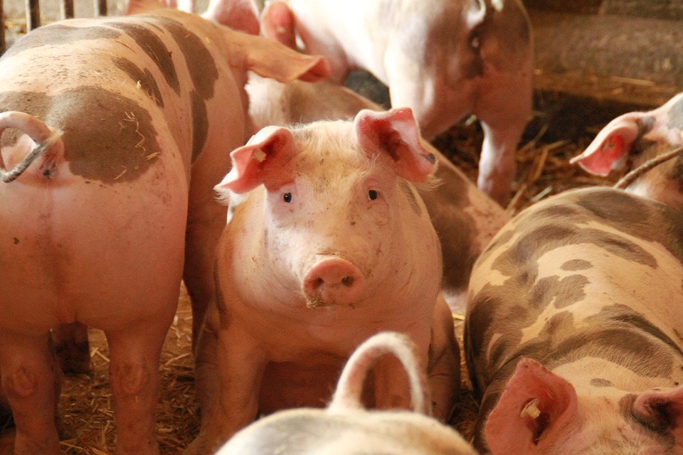 อู้ฟู่ CPF เผยกำไร Q1 พุ่ง 43% อานิสงส์ ASF ระบาดในเวียดนามหนุนราคาหมูพุ่ง