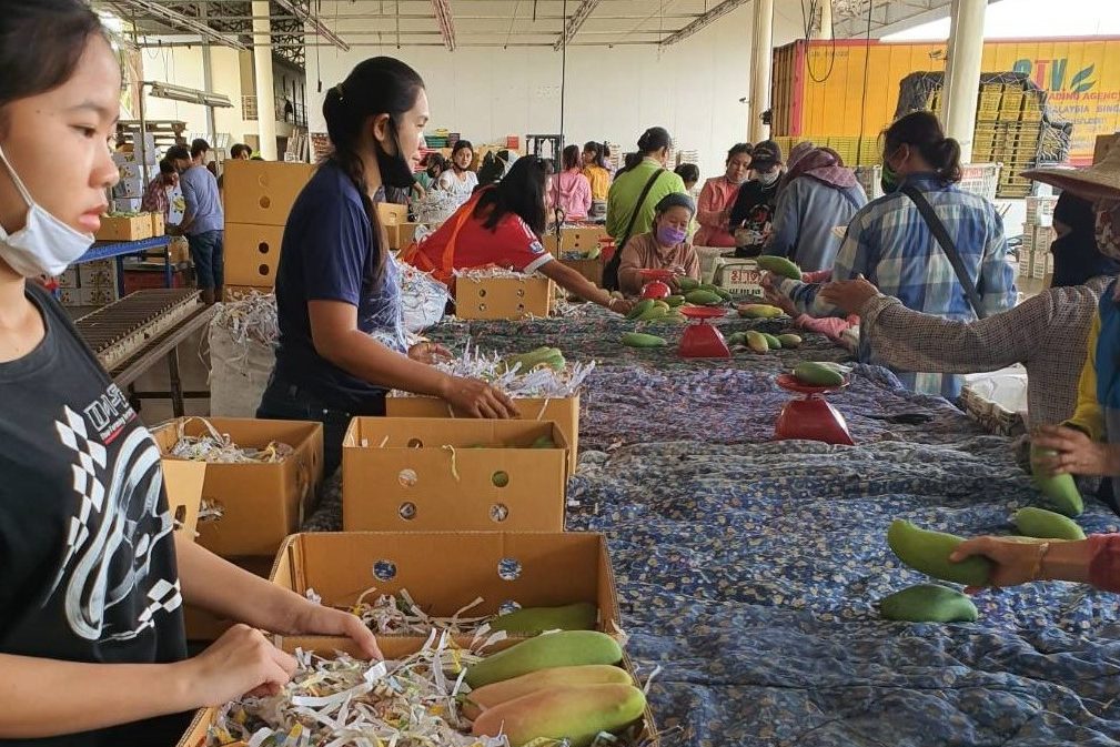 “ล้งไทย” เร่งซื้อผลไม้ช่วยชาวสวนเพิ่ม-หวั่นสินค้าล้นตลาด