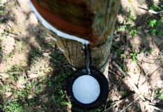 ชาวสวนยางเฮ! เตรียมประกันรายได้ยางพารา เฟส 2 เดือนมิ.ย.นี้