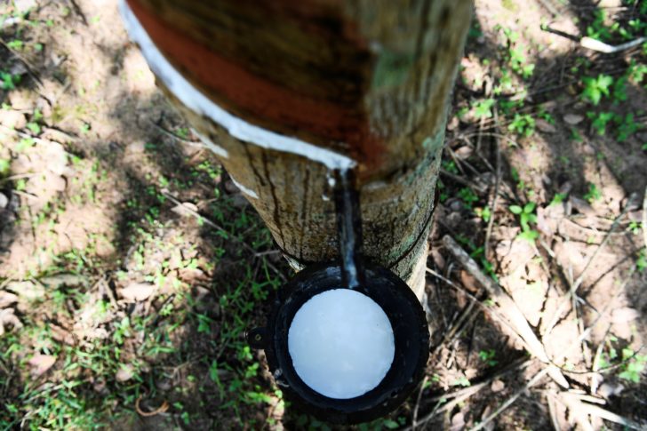 THAILAND-RUBBER-ECONOMY-TRADE-CHINA-US