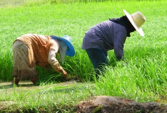 ปิดจ๊อบอุทธรณ์เยียวยาเกษตรกร ยอดพุ่งเกินคาด 1.8 แสนราย