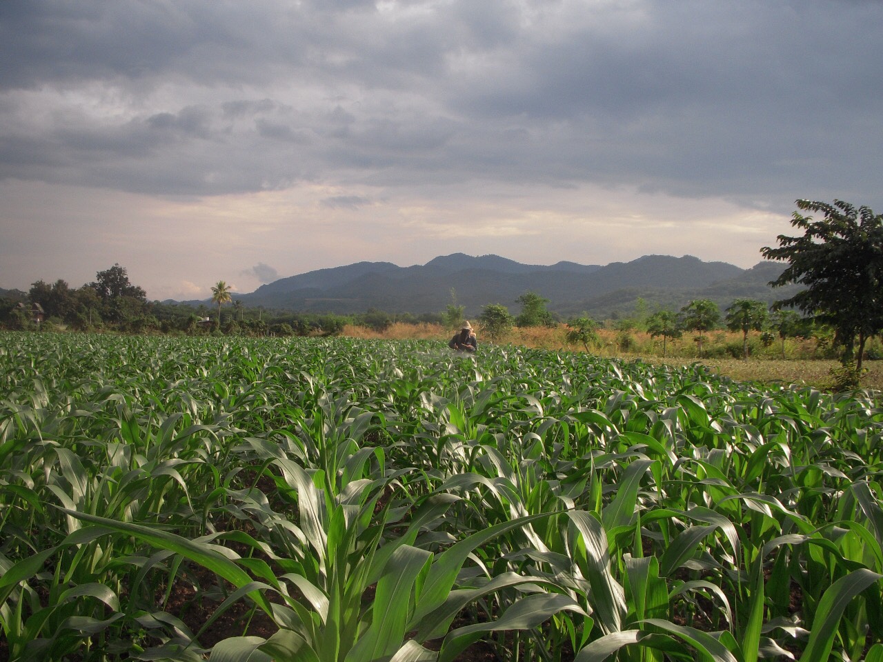 “ซันสวีท” ประชุมผู้ถือหุ้นปี 2563 มุ่งพัฒนา KC BIG SMART FARM