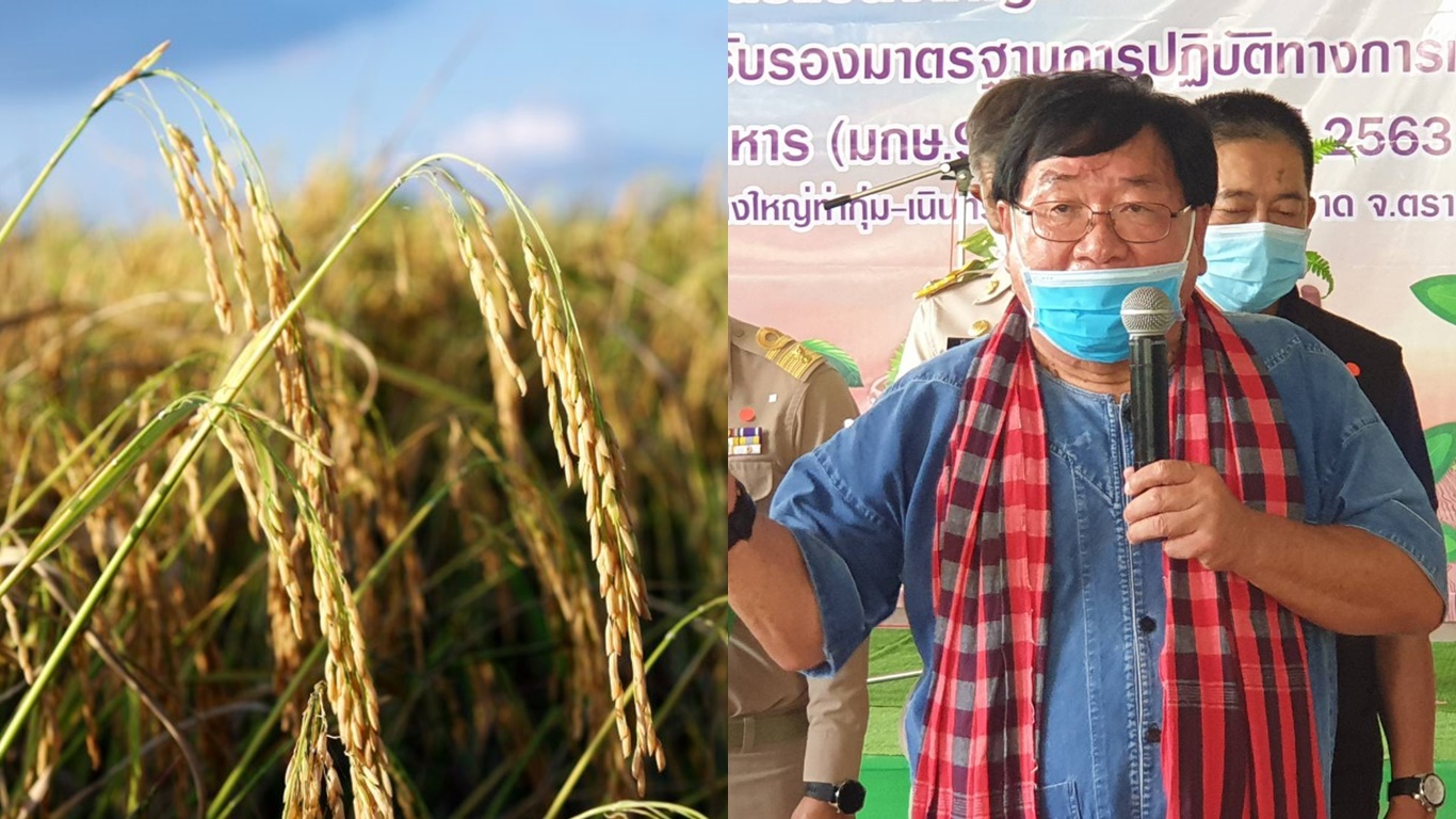 อลหม่านเมล็ดพันธุ์ข้าว ชาวนาไม่ง้อรัฐ หลังปลูกแล้ว 85% “ประภัตร” เล็งขอแจกเงินแทน