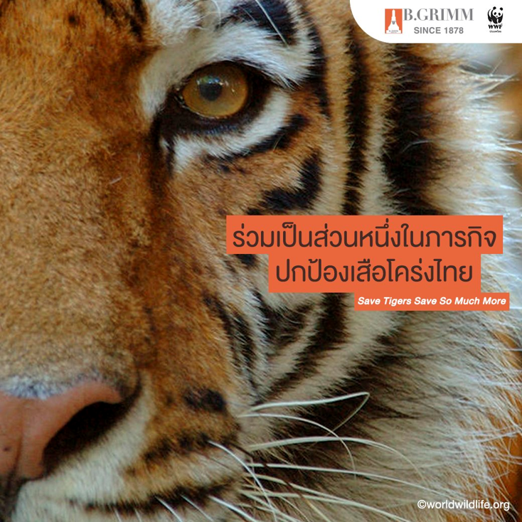 29 กรกฎาคม วันอนุรักษ์เสือโลก ดร.ฮาราลด์ ลิงค์ เดินหน้าสนับสนุน WWF
