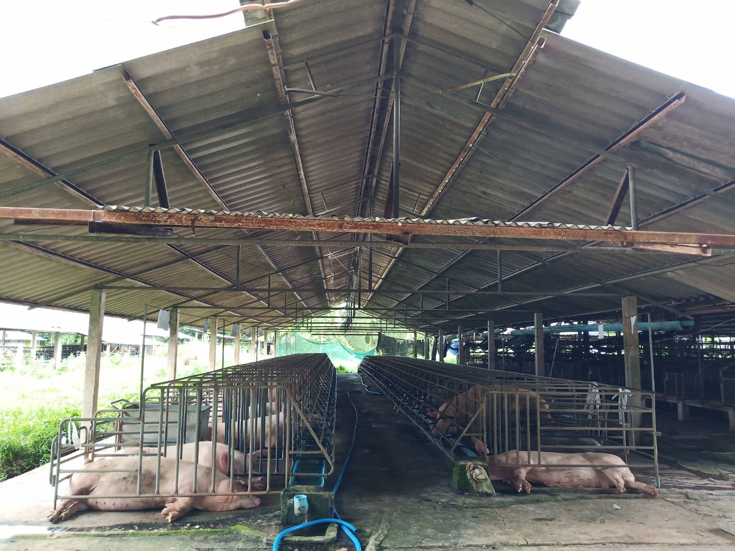 กำลังซื้อหมูภาคใต้วูบ 40% สวนทางราคาเขียงพุ่ง