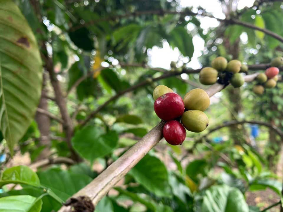 ประชารัฐฯตรัง ดัน RATSADA COFFEE สู่ตลาด