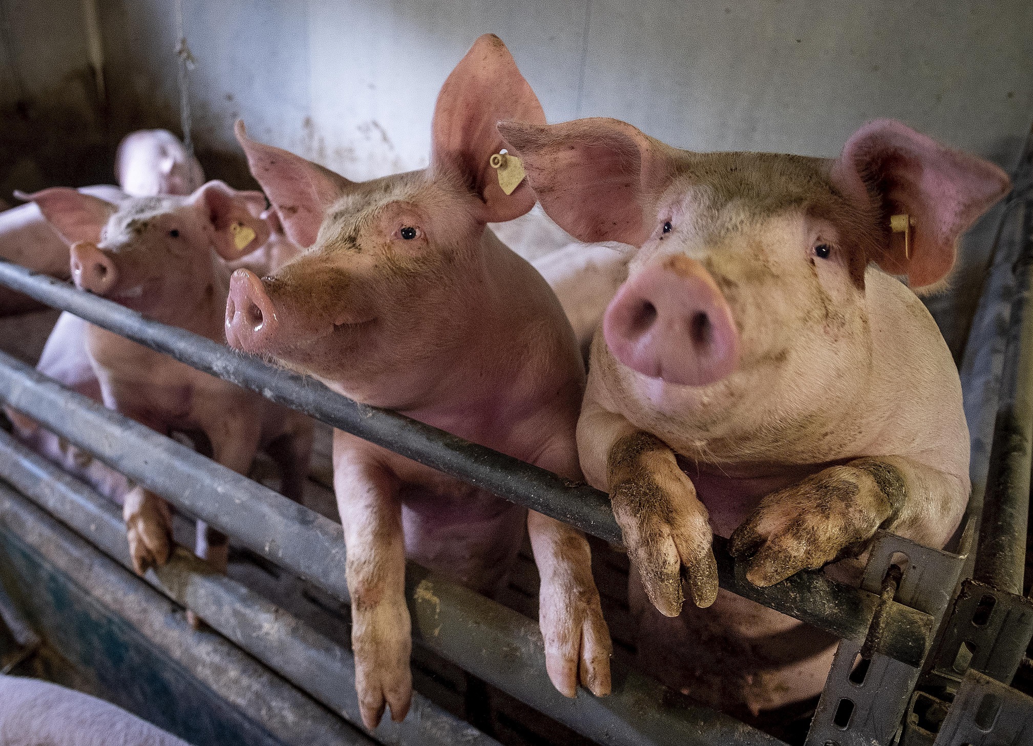 นักวิจัยจีนเตือน “ไวรัสไข้หวัดใหญ่” สายพันธุ์ใหม่ในหมูระบาดสู่คนได้ จี้เฝ้าระวังใกล้ชิด