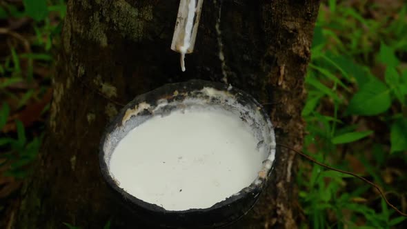 rubber
