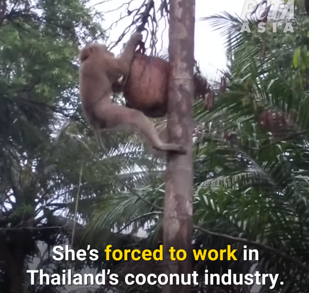 “พีตา” เล่นไม่เลิก ปล่อยคลิปอ้างคนไทยจับลูกลิงฝึกเก็บมะพร้าว