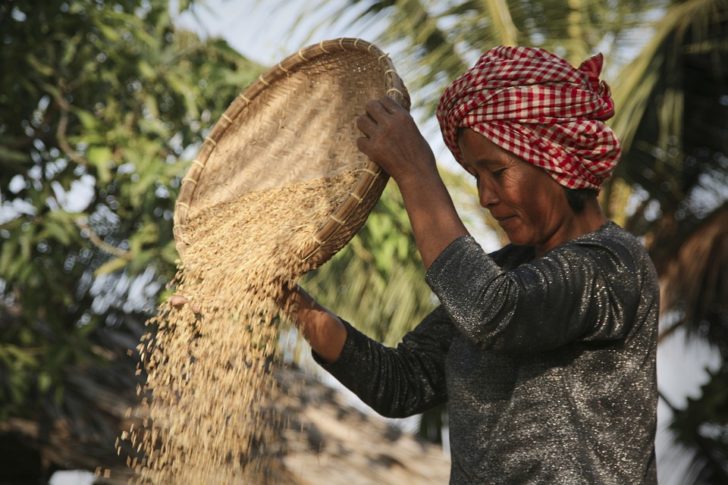 rice-4754699_960_720
