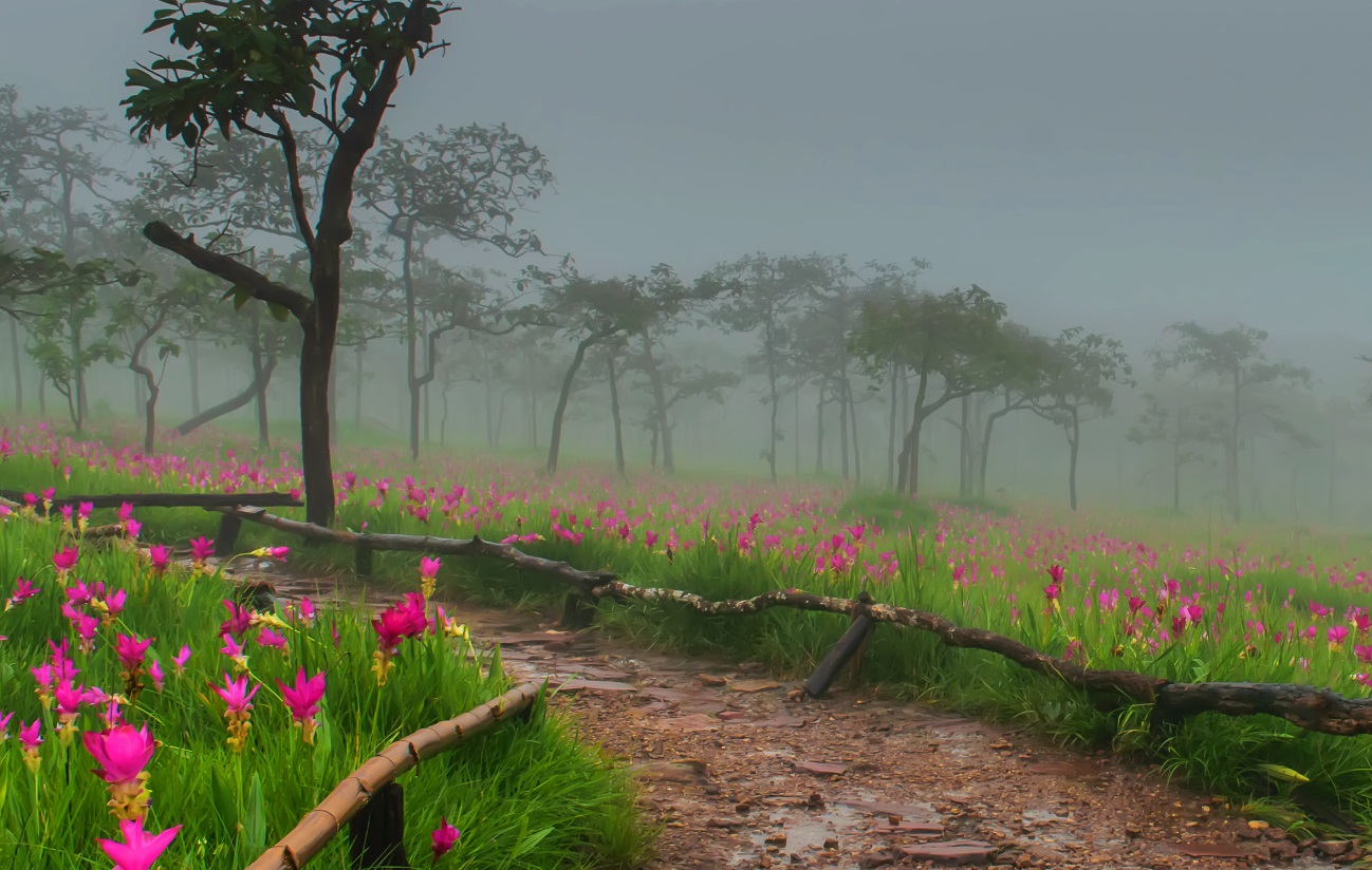 10 อันดับอุทยานแห่งชาติ นักท่องเที่ยวแห่ขึ้นเหนือ-อีสาน เฉียด 8 แสนคน