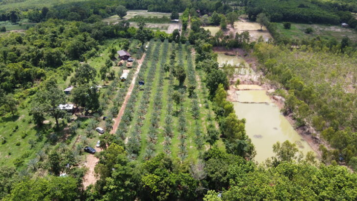 DCIM100MEDIADJI_0513.JPG ต้นพันธุ์อินทผลัม