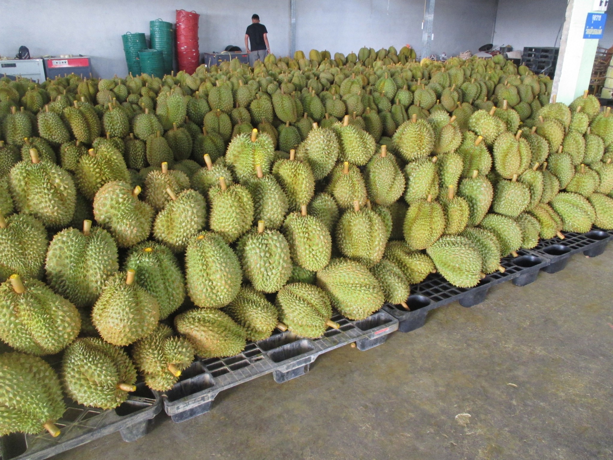 ล้งทุเรียนอ่วม จีนเก็บ VAT 13% ต้นทุนพุ่ง