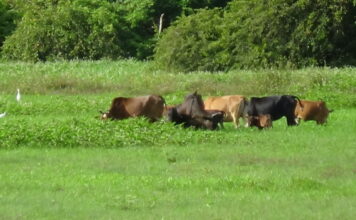 วัวกินหญ้า