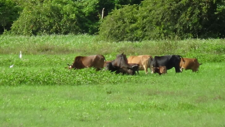 วัวกินหญ้า