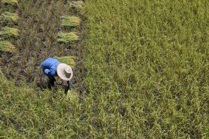 ข้าวไทย