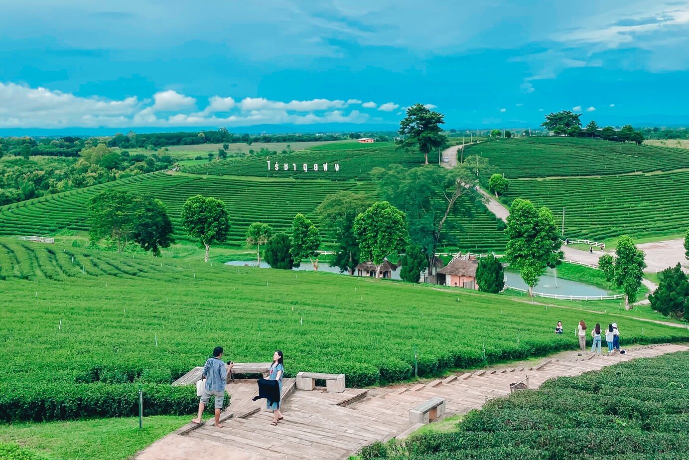“ฉุยฟง” ใช้ประโยชน์ FTA ส่งออกชา บุกตลาดญี่ปุ่น-ออสเตรเลีย