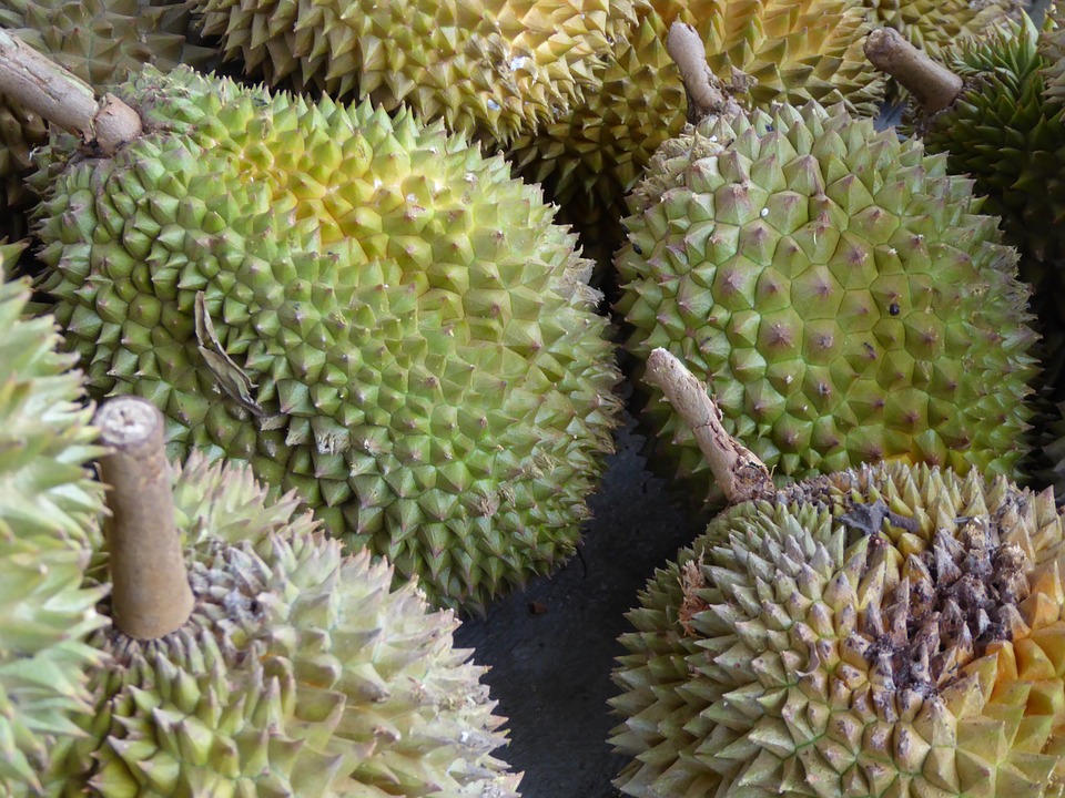 ทุเรียนไทย-มาเลย์ เท่านั้นเข้าจีนได้ ผิดจากนี้ทำลายทิ้งเกือบ 50 ตัน