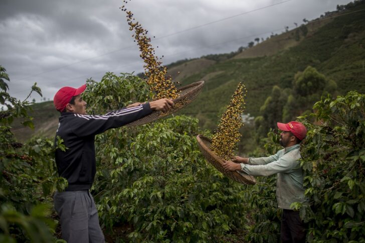 BRAZIL-ECONOMY-COFFEE-ARABICA กาแฟที่บราซิล