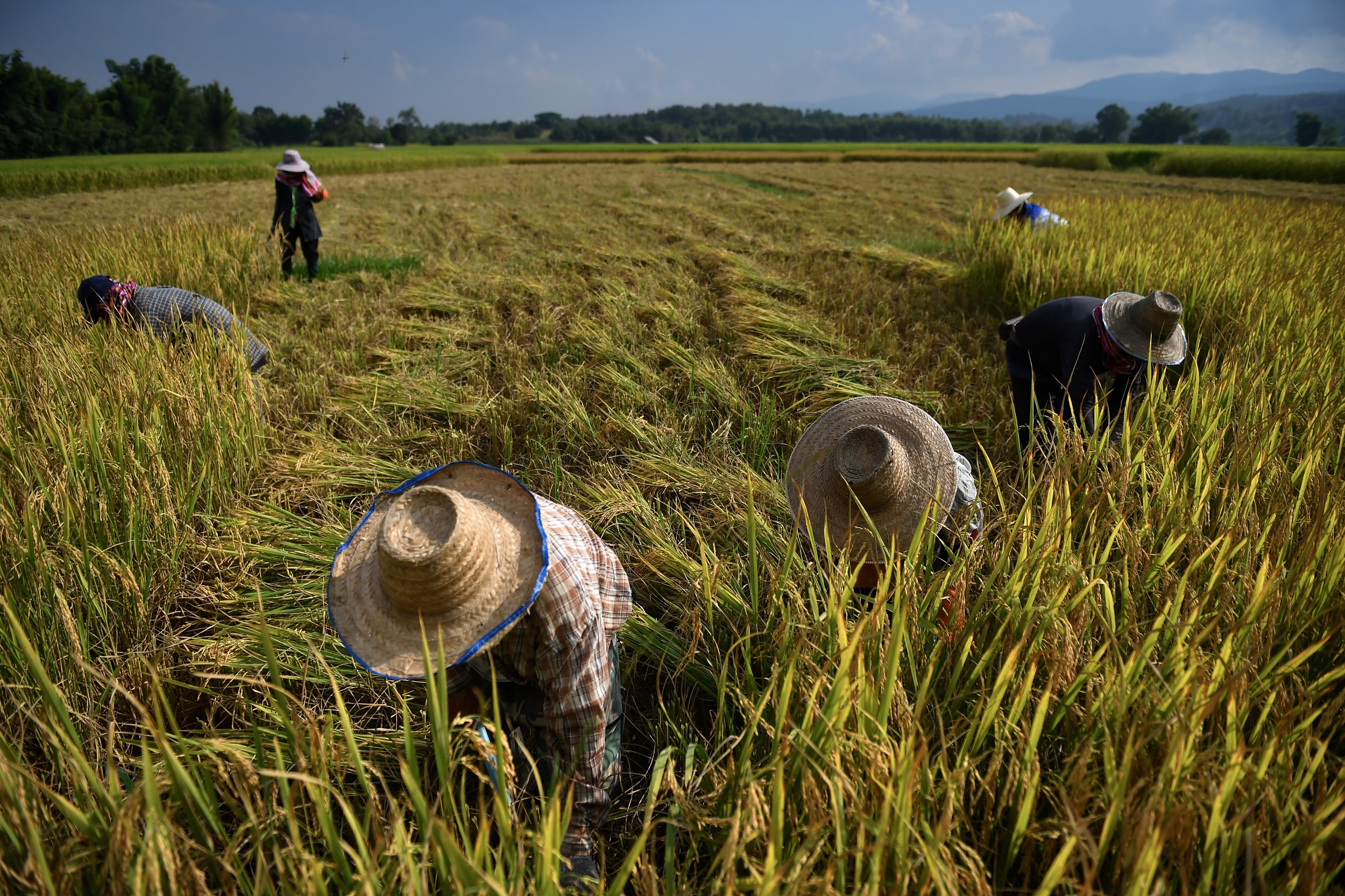 ธ.ก.ส. ชี้ เกษตรกรมี “ประกันรายได้” ลดผลกระทบข้าวราคาต่ำ – เศรษฐกิจ