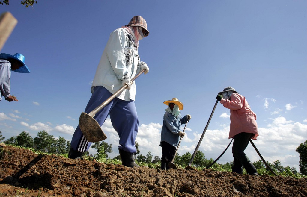 ตรังชูแผนพัฒนาเกษตรอินทรีย์ ตั้งเป้าปี’65 ขยายพื้นที่ปลูก 6 พันไร่