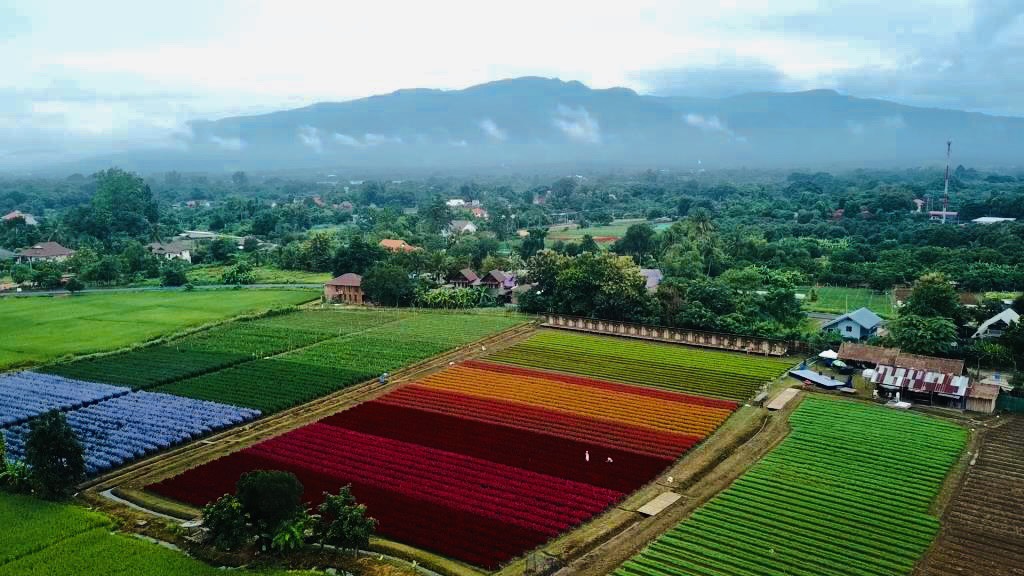 เชียงใหม่ เปิดฟาร์มดอกไม้หลากสี love Flower Farm หนุนเกษตรกร