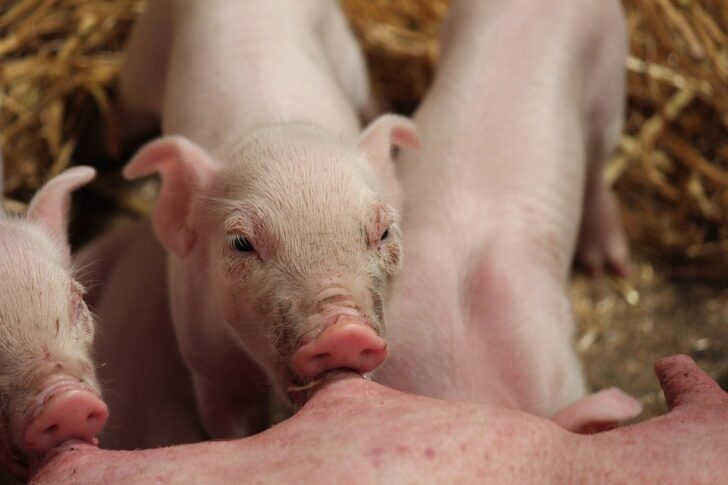 piglets-5512142_960_720-728x485