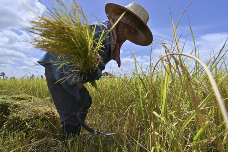 นบข.ผ่าน ! ประกันรายได้ข้าวปี 3 บวกมาตรการคู่ขนานช่วยชาวนา